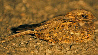 Savanna Nightjar