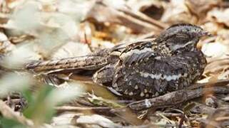 Slender-tailed Nightjar