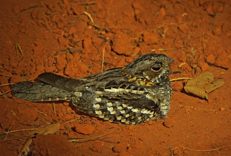 Little Nightjar