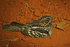 Little Nightjar