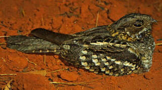 Little Nightjar