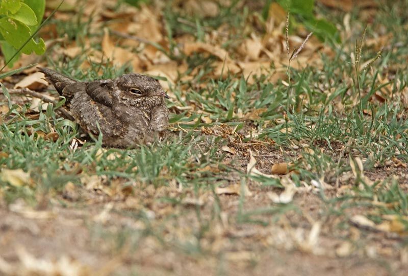 Square-tailed Nightjar