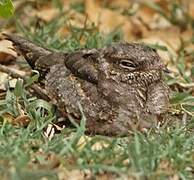 Square-tailed Nightjar