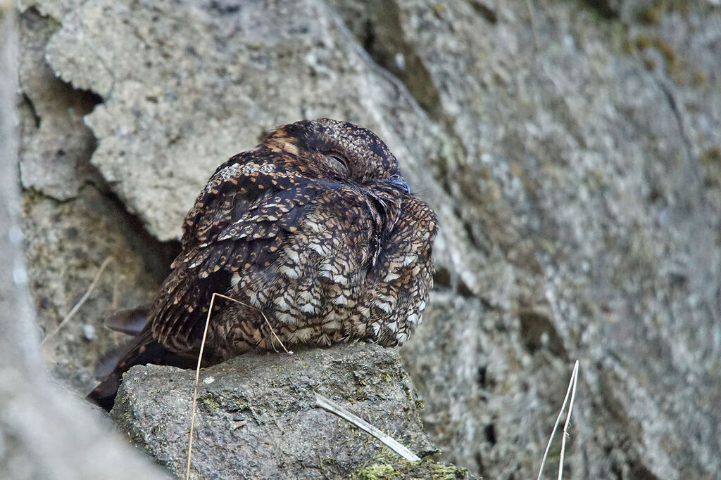 Lyre-tailed Nightjar