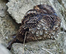 Lyre-tailed Nightjar