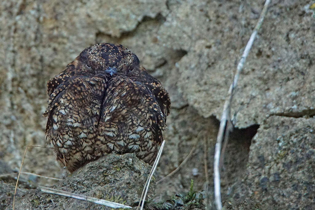 Lyre-tailed Nightjar