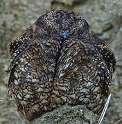 Lyre-tailed Nightjar