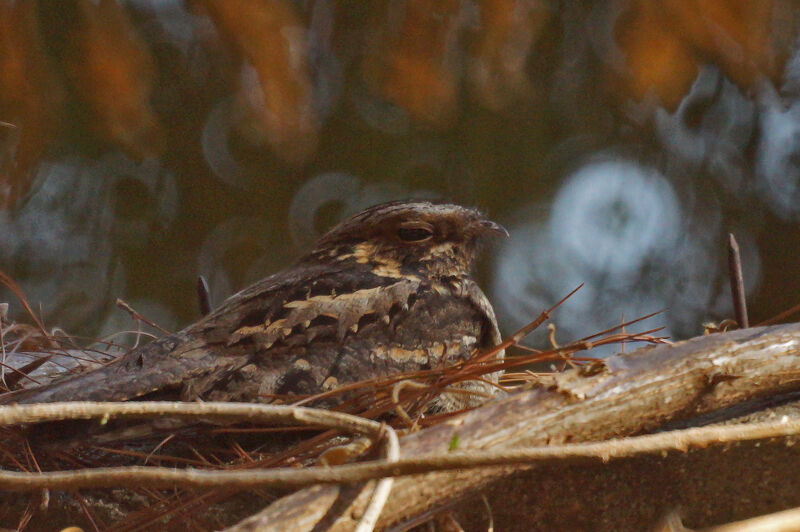 Madagascar Nightjar