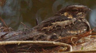 Madagascar Nightjar