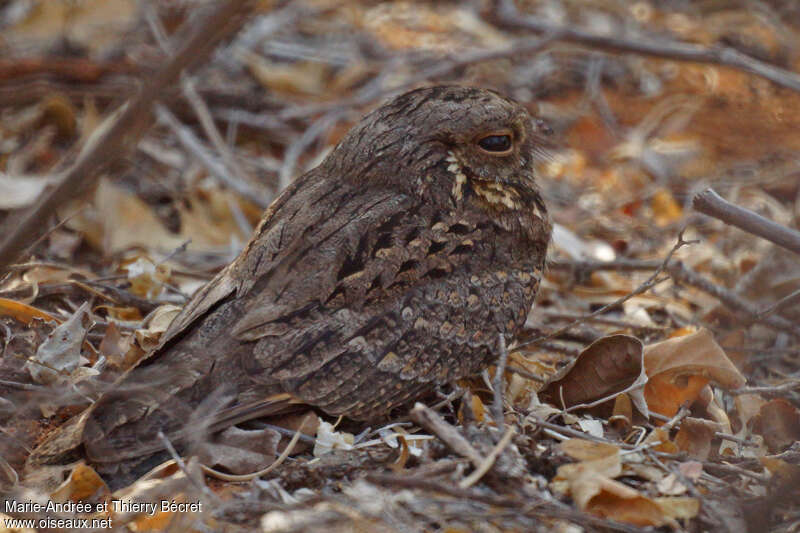 Madagascar Nightjaradult, habitat, pigmentation