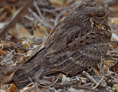 Madagascar Nightjar