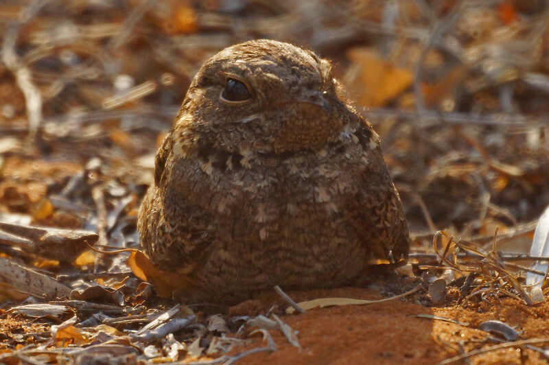 Madagascar Nightjar