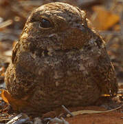 Madagascar Nightjar