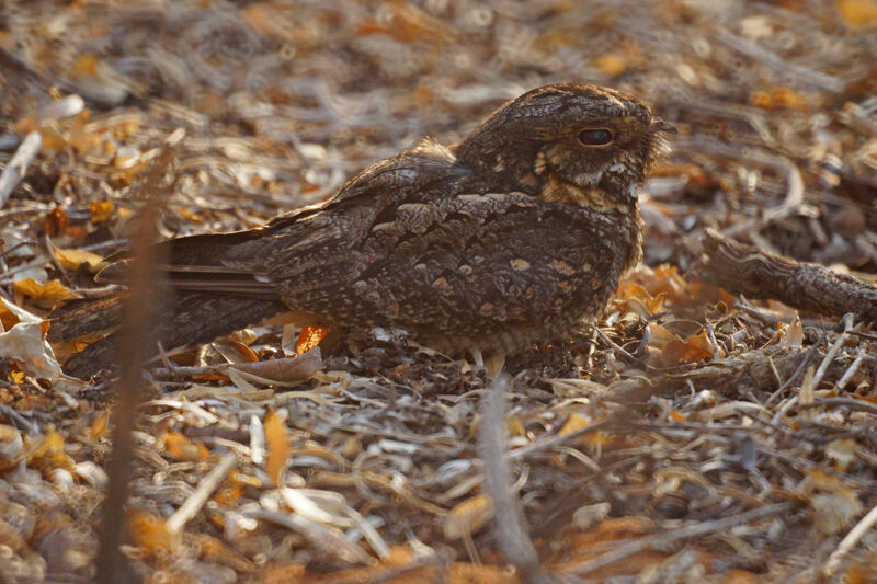 Madagascar Nightjar