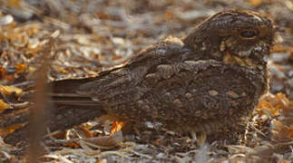 Madagascan Nightjar