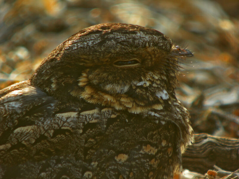 Madagascar Nightjar