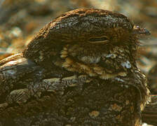 Madagascar Nightjar