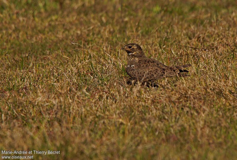 Nacunda Nighthawk, identification