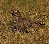 Nacunda Nighthawk