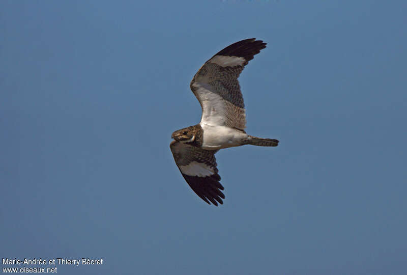 Nacunda Nighthawk female adult, pigmentation, Flight