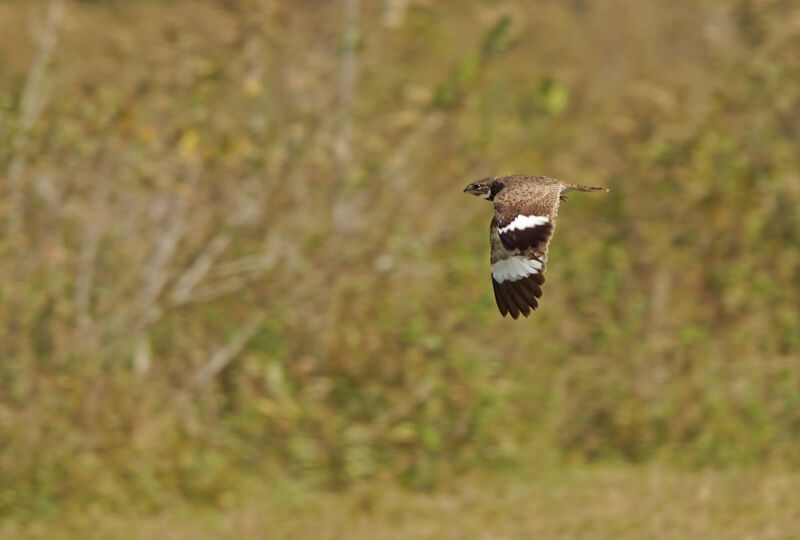 Nacunda Nighthawk, Flight