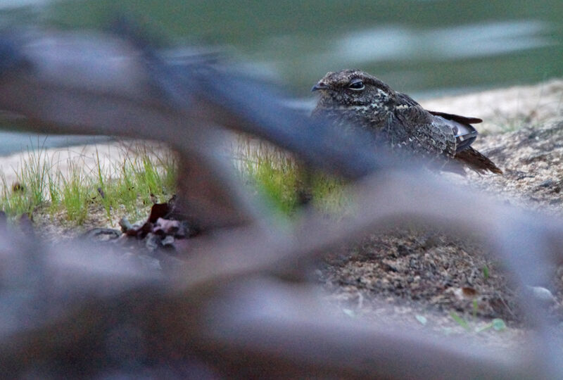 Ladder-tailed Nightjar