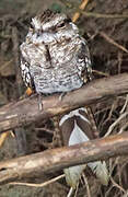 Ladder-tailed Nightjar