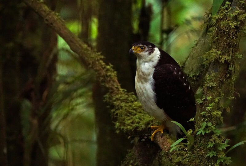 Bicolored Hawk