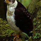 Épervier bicolore