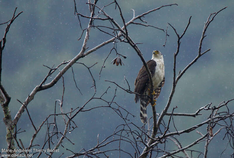 Bicolored Hawkadult