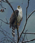 Bicolored Hawk