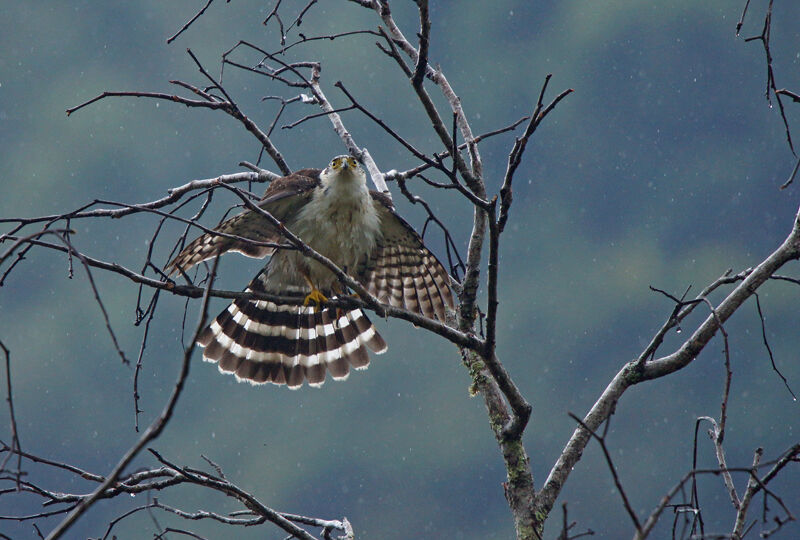 Bicolored Hawk