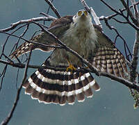 Bicolored Hawk