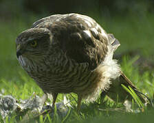 Eurasian Sparrowhawk