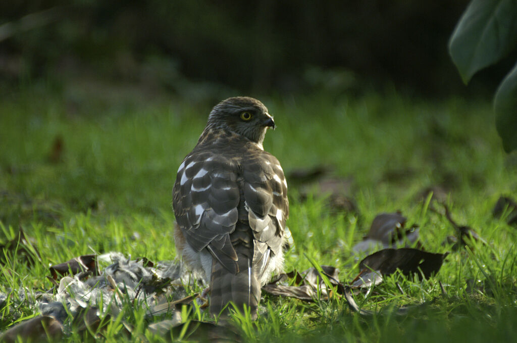 Eurasian Sparrowhawk