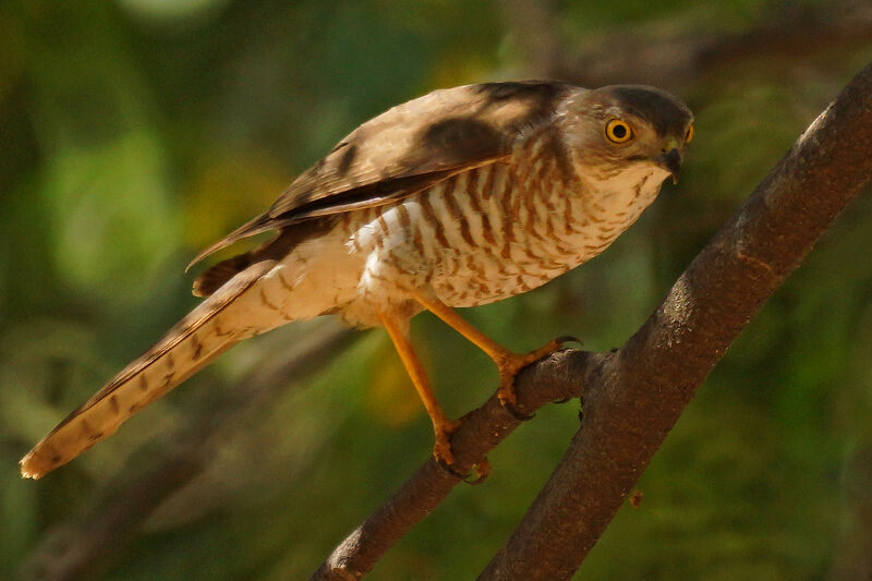 Frances's Sparrowhawk