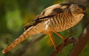 Frances's Sparrowhawk