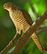 Frances's Sparrowhawk