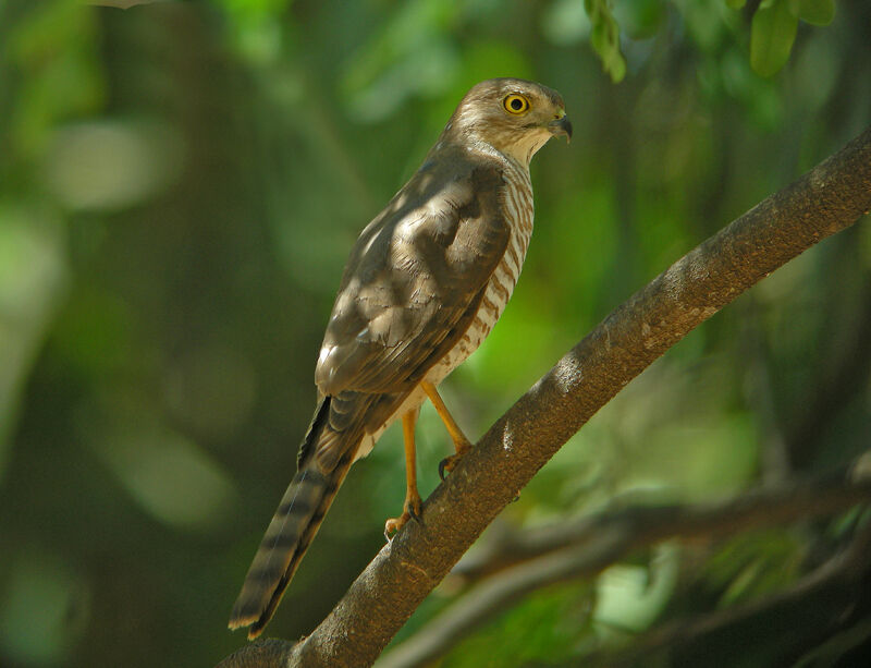 Frances's Sparrowhawk