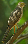 Frances's Sparrowhawk