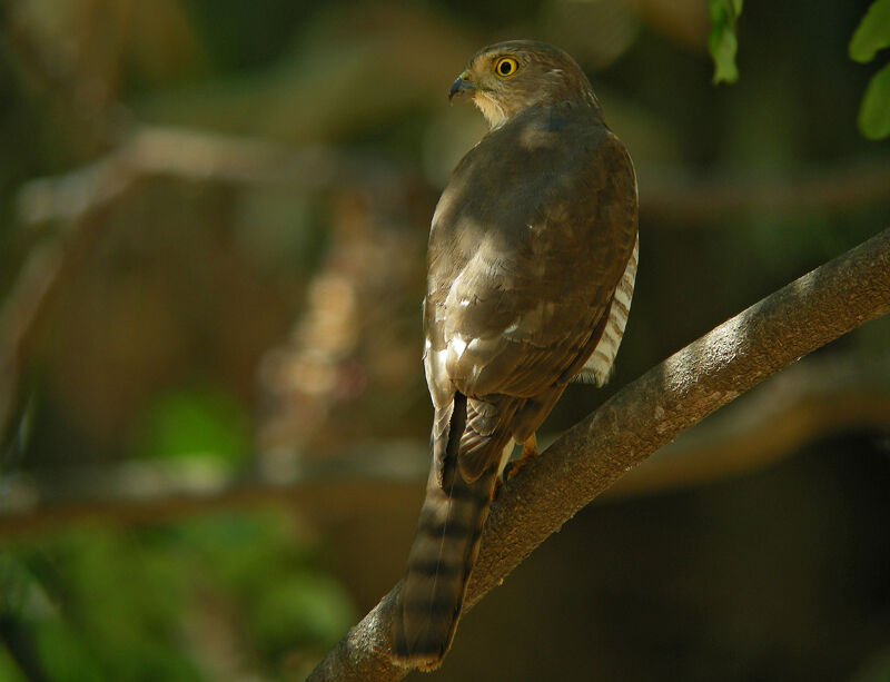 Frances's Sparrowhawk