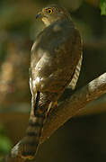 Frances's Sparrowhawk