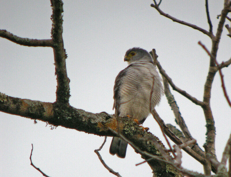 Tiny Hawk