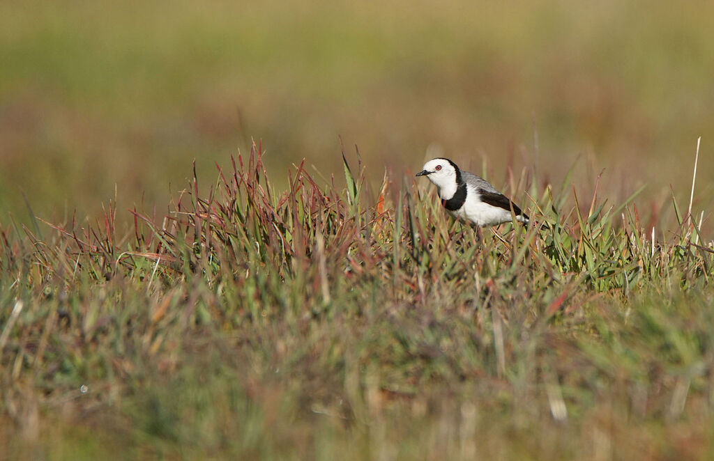 White-fronted Chat male