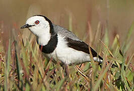 White-fronted Chat