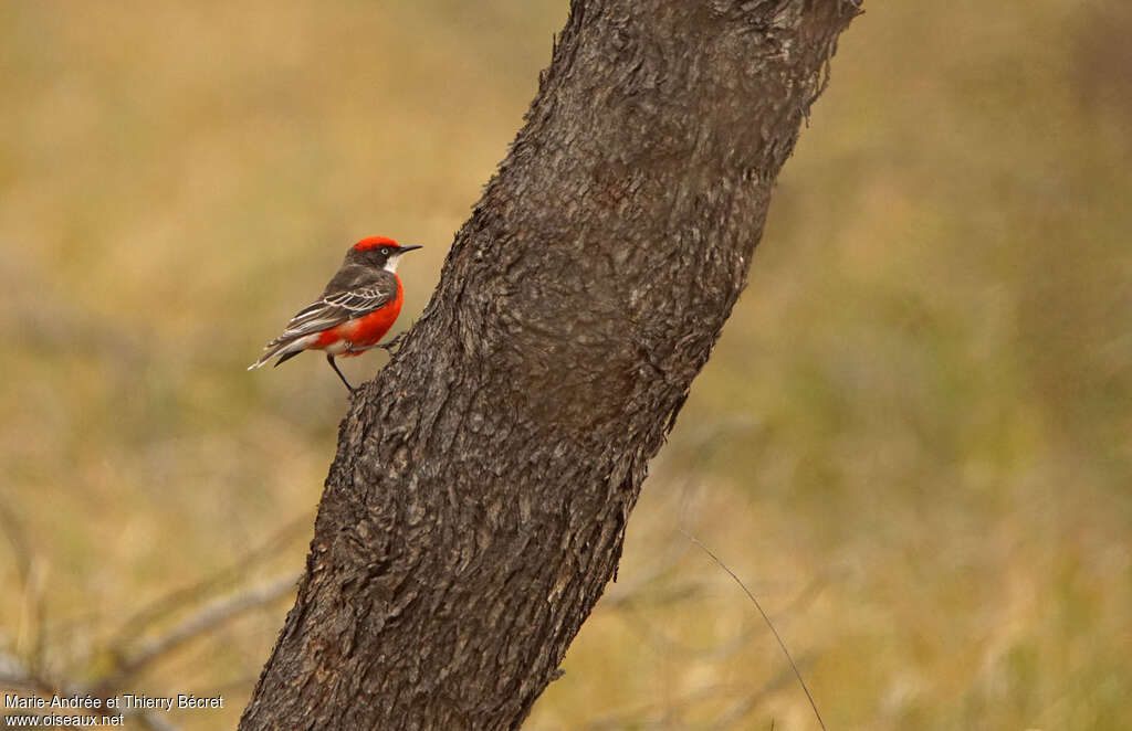 Crimson Chat male adult