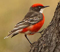 Crimson Chat