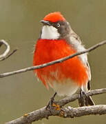 Crimson Chat