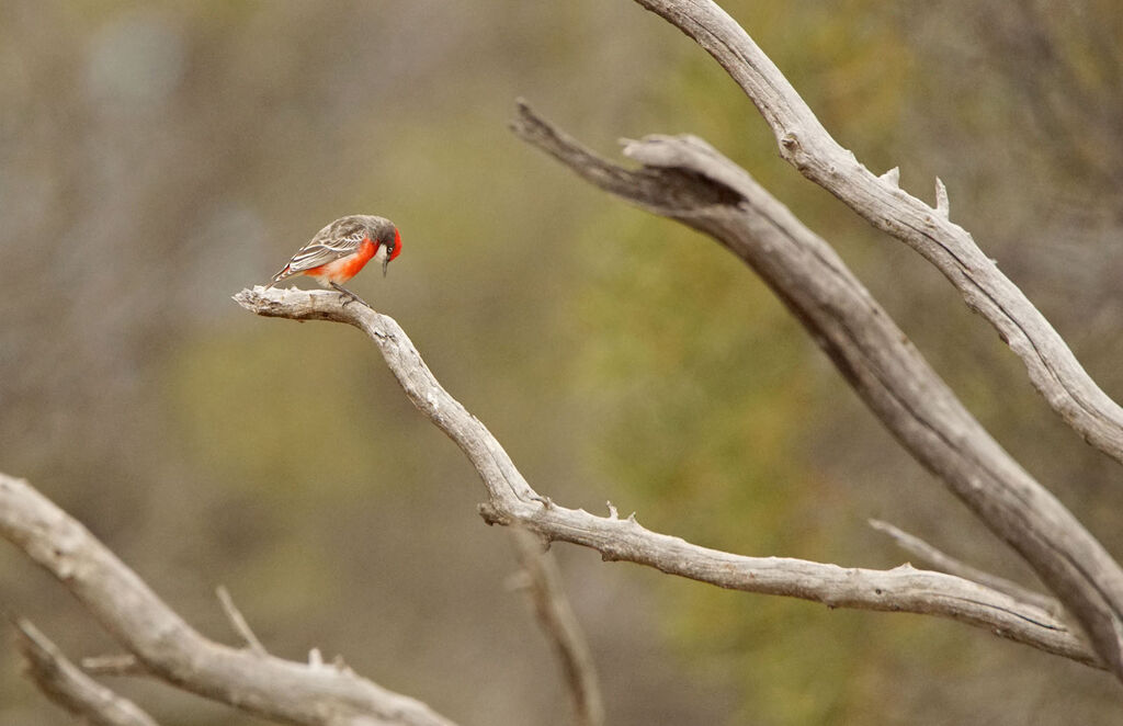 Crimson Chat male