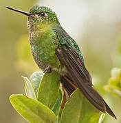 Golden-breasted Puffleg